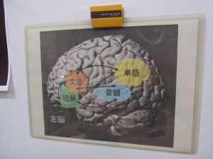 脳の言語野