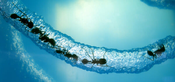 Harvester ants. Creative commons photo: Steve Jurvetson (MS '89 Electrical Engineering, MBA '95).  