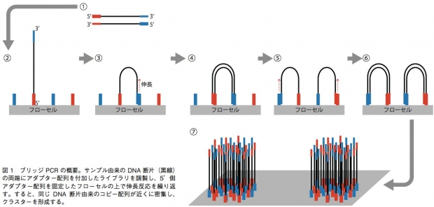 図 1 ブリッジ PCR の概要。サンプル由来の DNA 断片(黒線) の両端にアダプター配列を付加したライブラリを調製し、5’側 アダプター配列を固定したフローセルの上で伸長反応を繰り返 す。すると、同じ DNA 断片由来のコピー配列が近くに密集し、 クラスターを形成する。