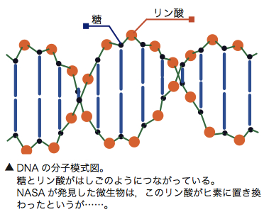 DNAの分子模式図。糖とリン酸がはしごのようにつながっている。NASAが発見した微生物は、このリン酸がヒ素に置き換わったというが……