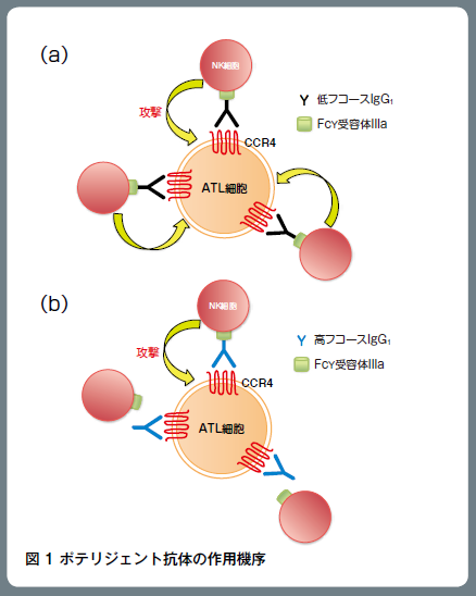 図1 ポテリジェント抗体の作用機序