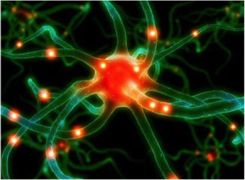 SBN182_脳の正確な神経回路を作る仕組みが一部明らかに