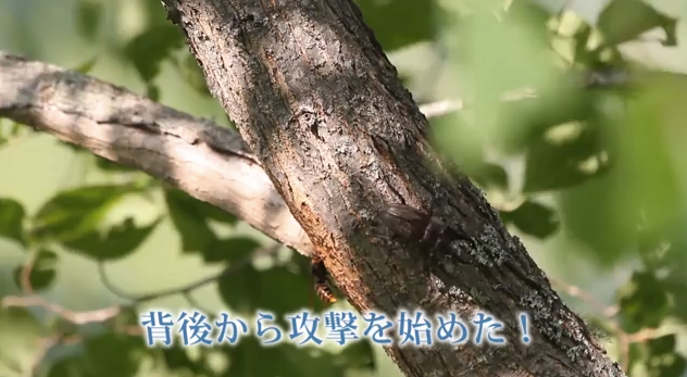 ミヤマクワガタとスズメバチが樹液を巡って争うと勝つのは…？