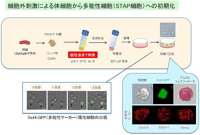酸の刺激で万能細胞「STAP細胞」の登場で、高校生でも万能細胞研究ができるか？