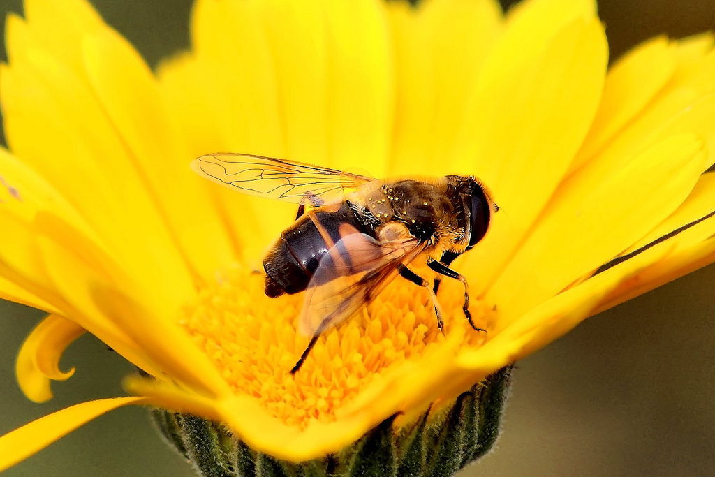 趣味で蜂飼って、問題解決：オープン養蜂プロジェクト