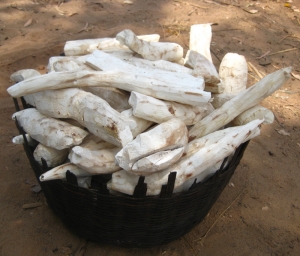 dried cassava roots