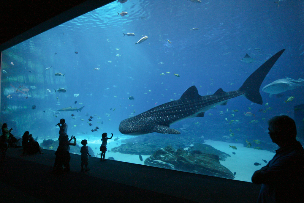 そうだ、研究する水族館にいこう