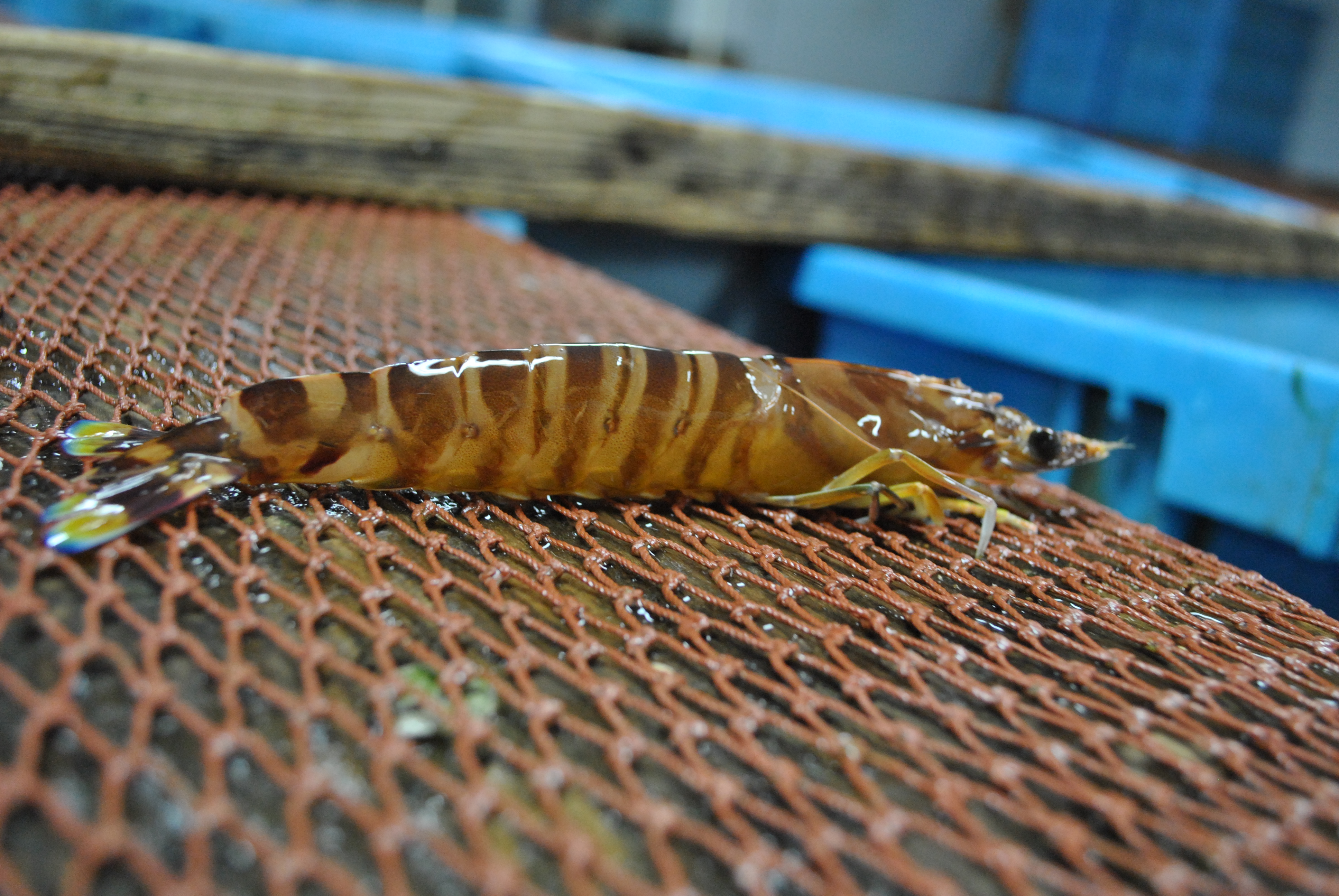 クルマエビの養殖現場から リバネス