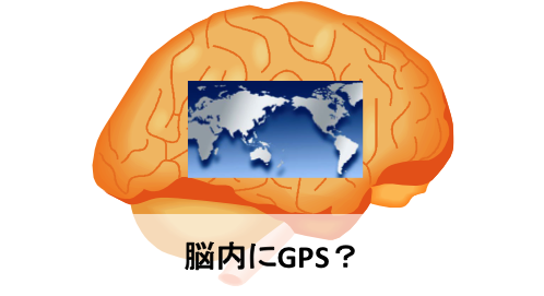 【ノーベル生理学・医学賞発表！】脳の中には地図がある！自分の「位置」を知る仕組み解明！