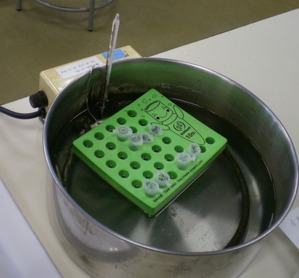 2012年12月9日の教員研修☆無細胞系タンパク質合成実験