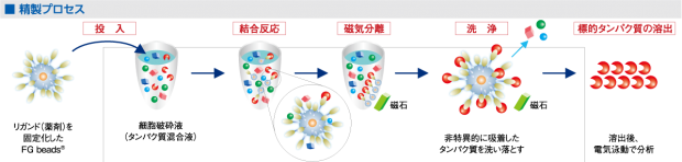 図２　リガント結合タンパク質の精製 リガンドを固定化したビーズとそのリガンドの結合タンパク質が存在するタンパク質溶液を用いアフィニティ精製をしている様子。