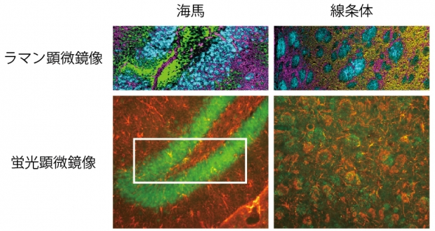 図４ 海馬と線条体における蛍光顕微鏡像とラマン顕微鏡像の比較 蛍光顕微鏡像での神経細胞（緑）とグリア細胞（赤）は、ラマン顕微鏡像の神経細胞（水色）とグリア細胞（緑）に対応しているのがわかる。海馬の傾向顕微鏡像の四角の枠がラマン顕微鏡像の全視野に相当する。ラマン顕微鏡像の紫色は神経突起。