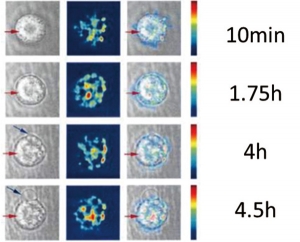 図５ 抗がん剤paclitaxelの細胞内分布のタイムラプス 時間経過により分散状況が変化していることが分かる。10分後には細胞内に顆粒（赤矢印）が現れ、4時間後には細胞膜に突起物（青矢印）が観察された。これらからアポトーシスの初期段階でみられる細胞内顆粒と膜ブレブ形成が示唆された。