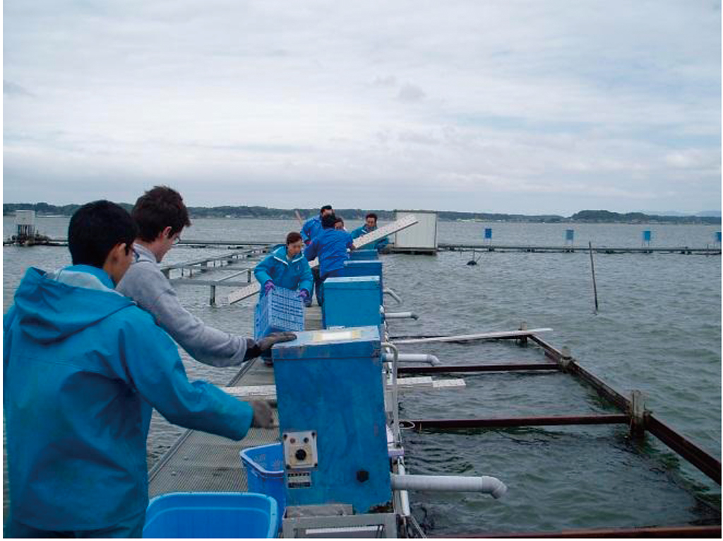 プロバイオティクスを用いた 安全な養殖漁業の確立を目指して 星野 貴行
