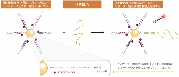 SmartFlare™ RNA検出プローブが 可能にする新しい細胞実験
