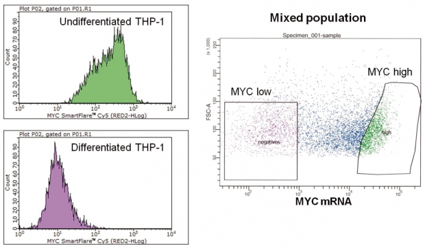 図2 SmartFlareプローブMYC によるTHP-1細胞のセルソーティング 分化誘導をしていないTHP-1細胞（A）と PMA刺激により分化誘導をしたTHP-1細胞（B）のMYC  SmartFlareによる検出。またMYC mRNAの低発現細胞と高発現細胞の分画を分取した様子（C）。