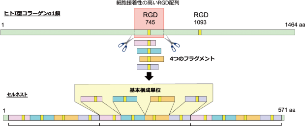 図1　セルネストの構造 抗原性の低いヒトI型コラーゲンα1鎖から切り出した、4つの細胞接着性の高いRGD配列を含むフラグメントを1つの基本構成単位としている。これを3つタンデムにつなげた、12個のRGD配列を持つリコンビナントペプチドがセルネストだ。