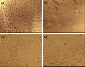 図2　各種スキャフォールド素材を用いたときのHUVECの播種試験結果 0.2µg/wellとなるように、セルネスト (a) 、市販リコンビナントゼラチン (b)、牛ゼラチン（pI5）(c)、豚ゼラチン（pI9）(d)、でシャーレをコートし、HUVECを播種すると、セルネストが最も高い細胞接着性を示した。