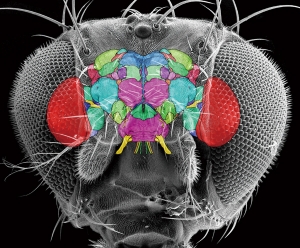 図1 キイロショウジョウバエの脳地図 キイロショウジョウバエの脳の構造を、頭部の拡大写真に投影したもの。それぞれの色分けされた部分が各領域に対応している。