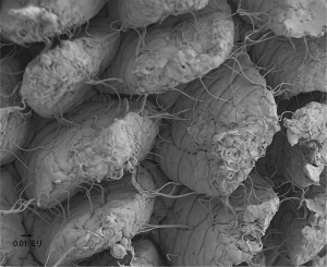 ▲マウス小腸の走査電子顕微鏡写真。絨毛の突起があり，そこにひも状の細菌が粘膜に接着しているのが見える。これは通称「セグメント細菌」と呼ばれている細菌。円筒形の桿菌が連なりひも状に見えているのだ。（提供：理化学研究所 統合生命医科学研究センター　大野博司・宮内栄治）