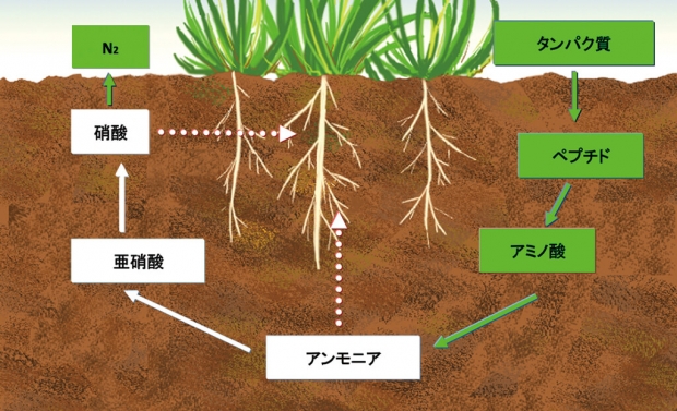 図1：有機肥料の分解過程のイメージ