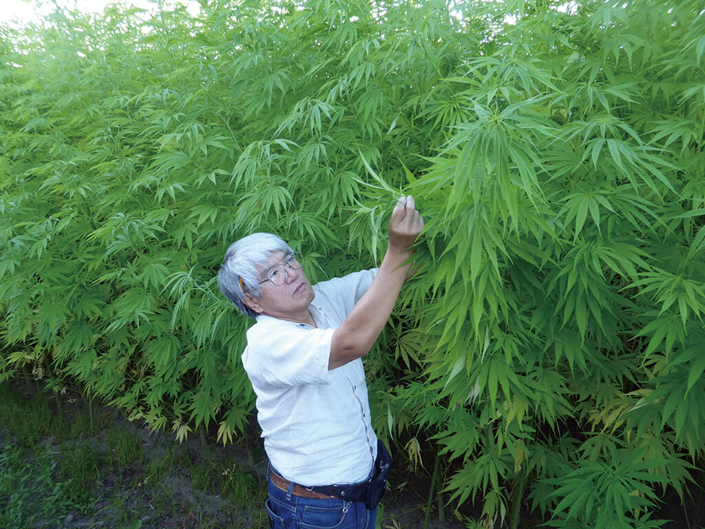 [生産現場レポート]産業用大麻（ヘンプ）の 生産現場から 菊地治己( @HokkaidoHempNet )