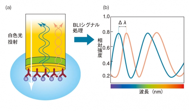 図2 BLIの原理 （a） センサーチップの内部から白色光を投射すると、屈折率が変化する界面で一部の光が反射する。それぞれの界面で反射した光同士が干渉を起こす。センサー表面に固定化した分子に他の分子が結合すると、反射の界面位置が変化する。それによって、反射光の干渉の仕方も変わる。（b）反射光のスペクトル上で、ピークのシフト（Δλ）が起こる。これを解析することで、センサー表面に形成された高分子の膜厚がわかる。