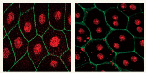 （左）唾液腺の単核細胞。（右）附属腺の二核細胞。赤く光っているのが細胞核。