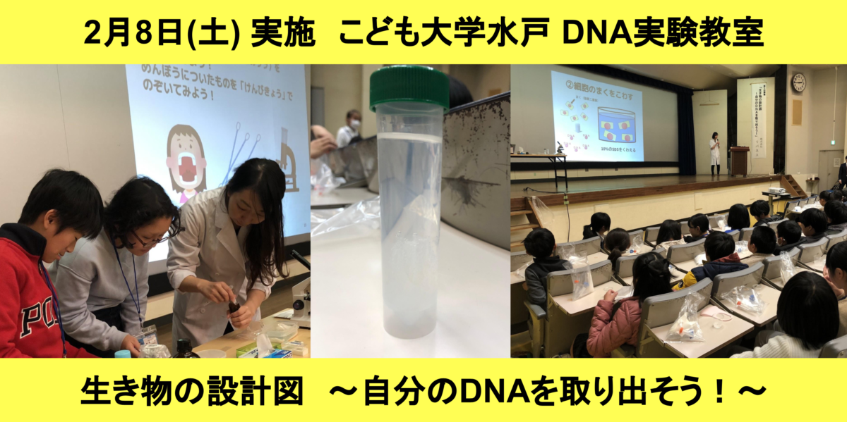 【実施報告】2/8 (土) 子ども大学水戸でDNA抽出実験教室「生き物の設計図～自分のDNAを取り出そう！」を行いました